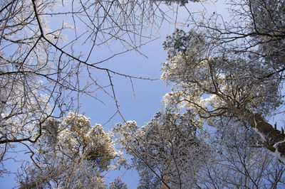 Low angle view of bare tree against blue sky