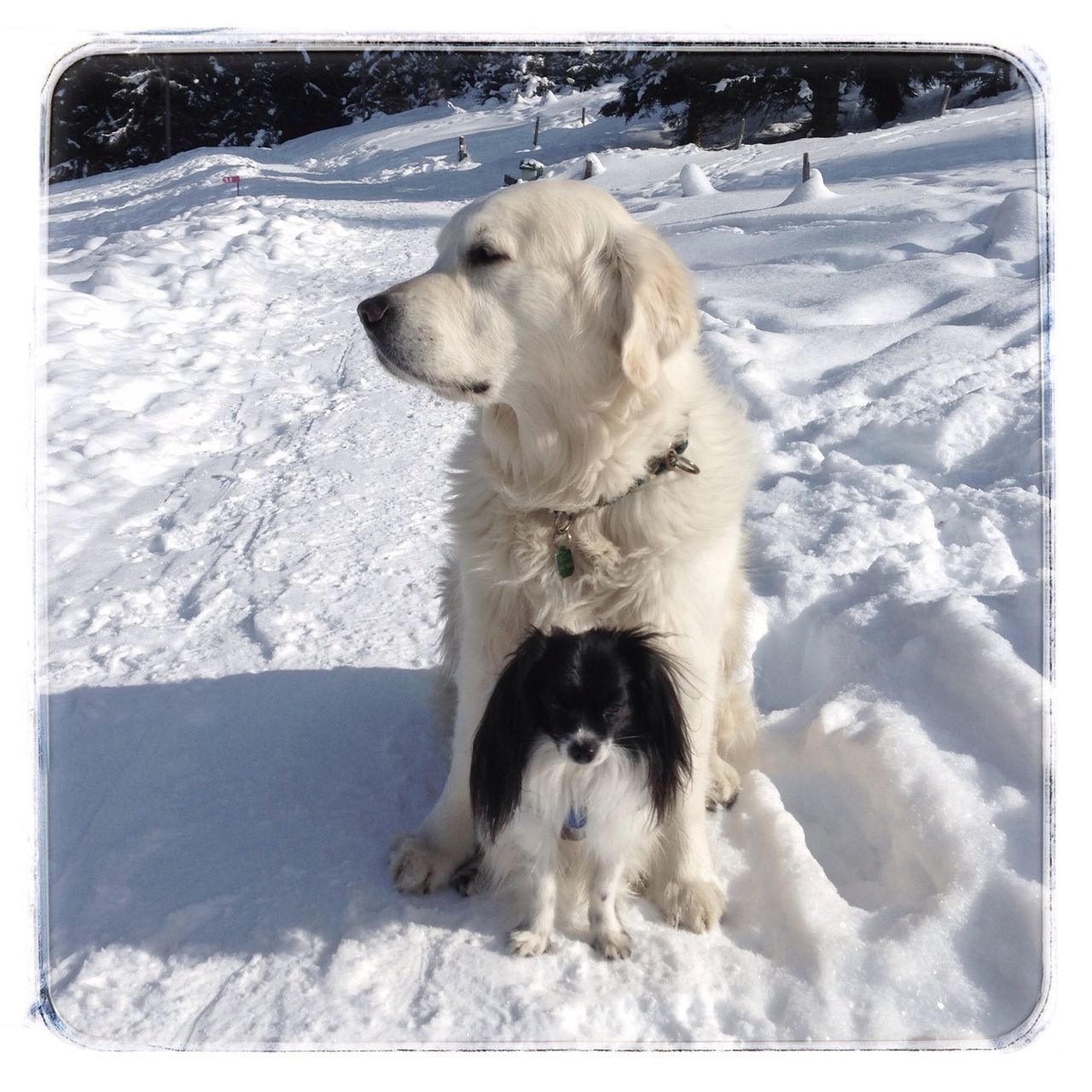 snow, cold temperature, winter, domestic animals, season, dog, pets, transfer print, mammal, animal themes, weather, one animal, white color, covering, auto post production filter, frozen, field, high angle view, nature, landscape