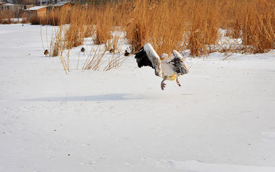 Birds in snow