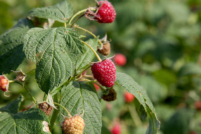 Close-up of strawberries growing on tree