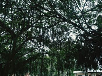 Low angle view of trees in forest