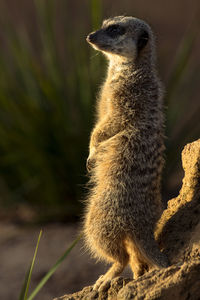 meerkat