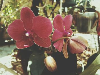 Close-up of pink flowers