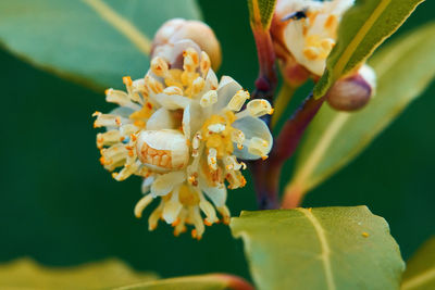 Close-up of white flowering plant