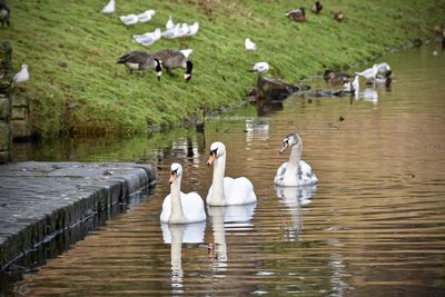 Swans swimming in lake