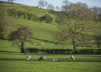 Sheep grazing in a field