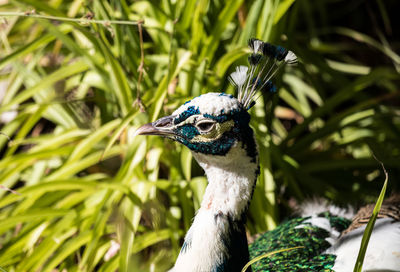 Close-up of bird