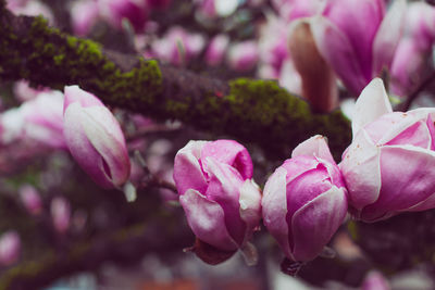 Close-up of pink flowering plant