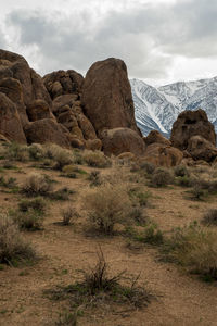Desert landscape with plants, sand, boulders, and distant snowy mountains