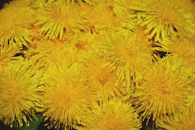 Close-up of yellow flowers