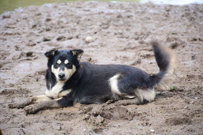 Portrait of dog relaxing on land