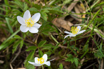 Close-up of white flowering plant