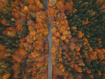 High angle view of autumnal trees