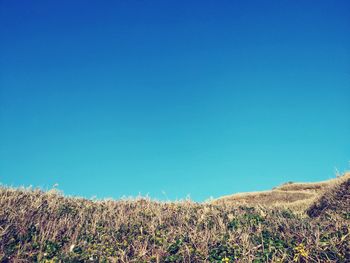 Scenic view of field against clear blue sky