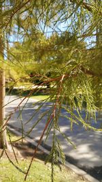 Close-up of tree