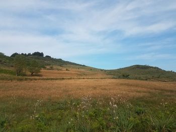 Scenic view of field against sky