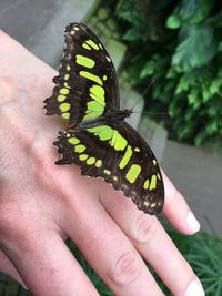 Close-up of butterfly on hand