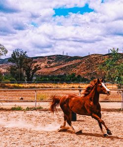 Horse standing on field against sky