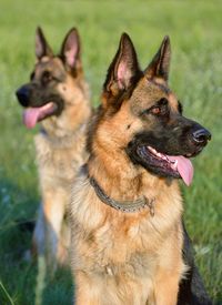 Close-up of dog in grass