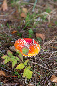 High angle view of fly agaric mushroom on field