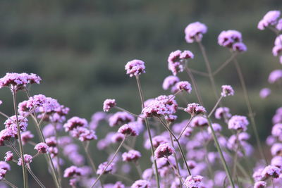 Close-up of verbena flower on field