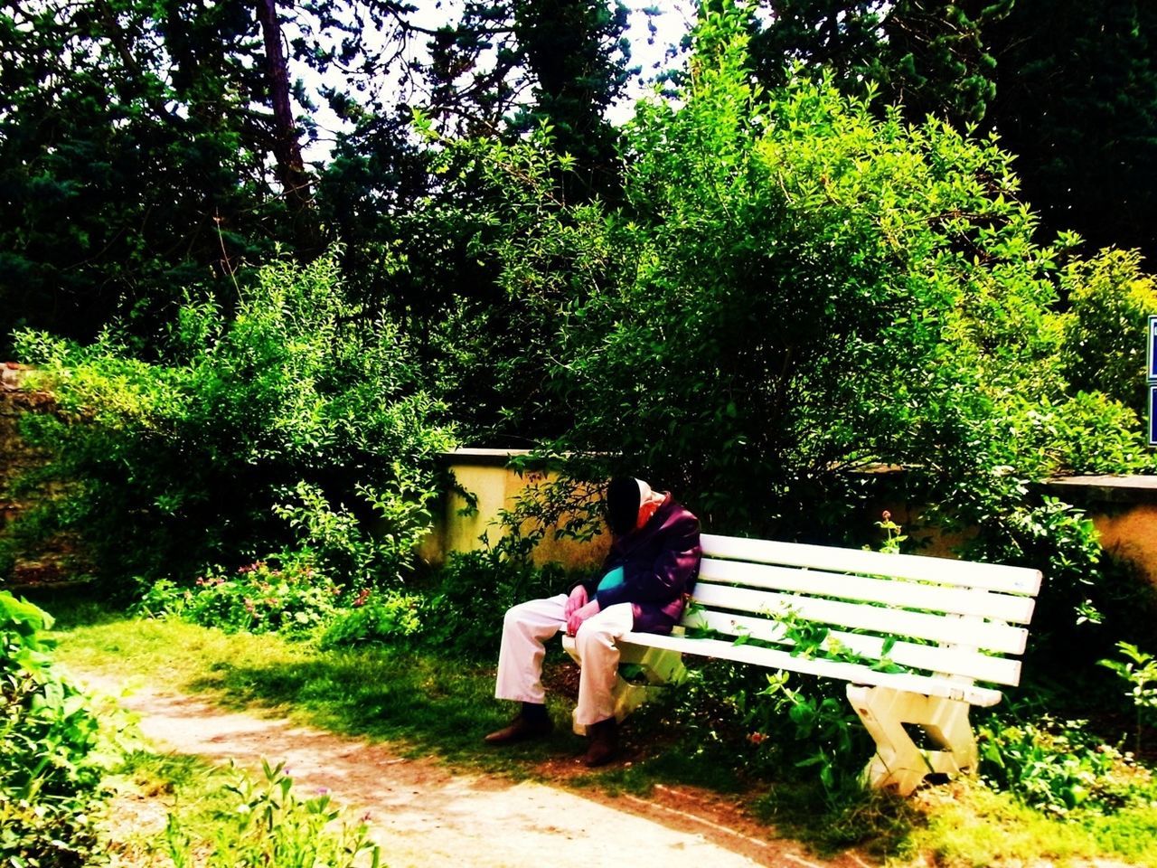 tree, bench, relaxation, sitting, growth, full length, park - man made space, park bench, plant, chair, sunlight, grass, rear view, wood - material, nature, park, day, green color