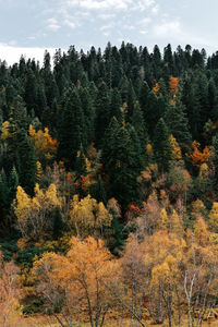 Trees in forest against sky during autumn