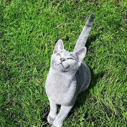 Cat lying on grassy field