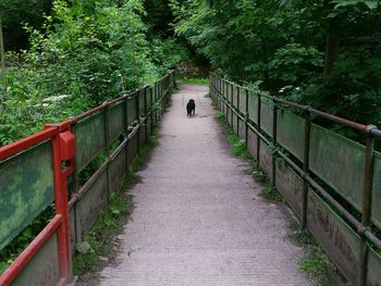 Rear view of people walking on footbridge in park