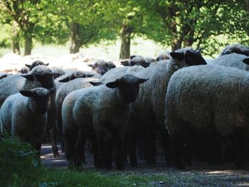 Sheep in a farm