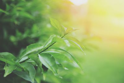 Close-up of green leaves