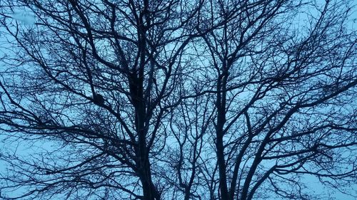 Low angle view of bare tree