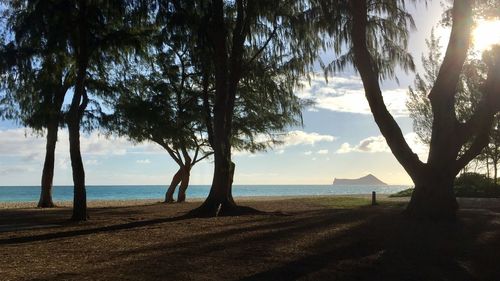 Trees on beach against sky