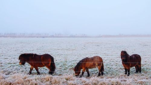 Horses on snow covered landscape against clear sky