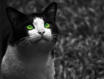 Close-up portrait of cat