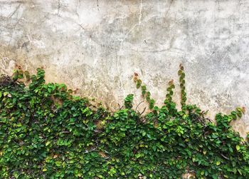 Close-up of ivy on wall