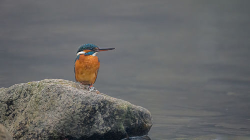 Bird perching on rock