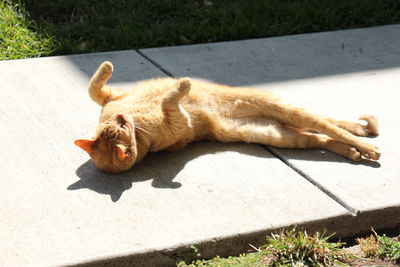 High angle view of cat resting