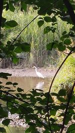 Scenic view of lake by trees