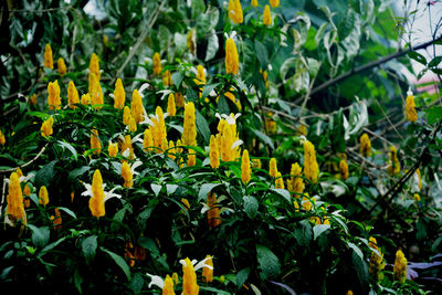 Close-up of yellow flowering plants