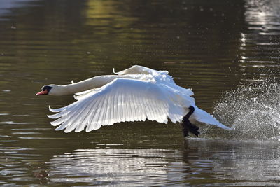 Swan flying over lake