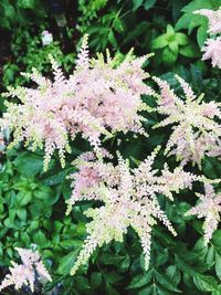 Close-up of pink flowers