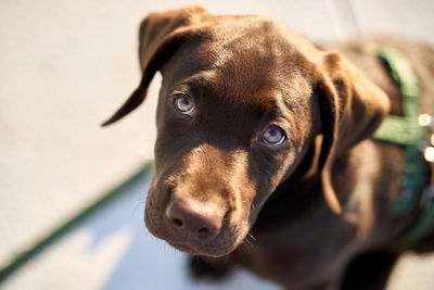 Close-up portrait of a dog looking away