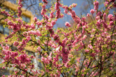 Close-up of pink cherry blossoms in spring