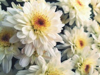 Close-up of dahlia blooming outdoors