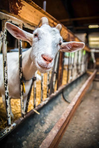 Portrait of goat standing in farm