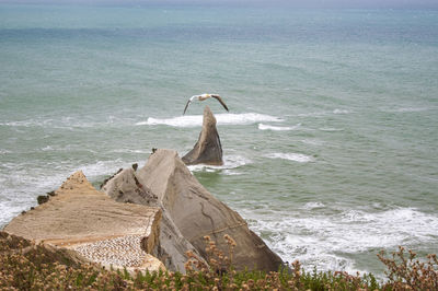 View of bird on beach