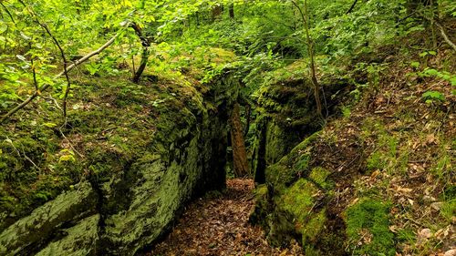 Scenic view of forest