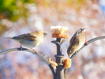 Close-up of bird perching on branch