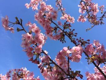 Low angle view of pink flowers blooming on tree